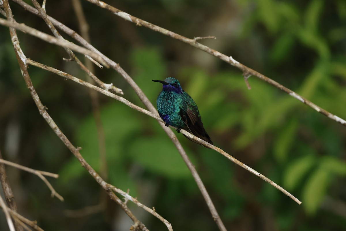 Sparkling Violetear - ML643424148