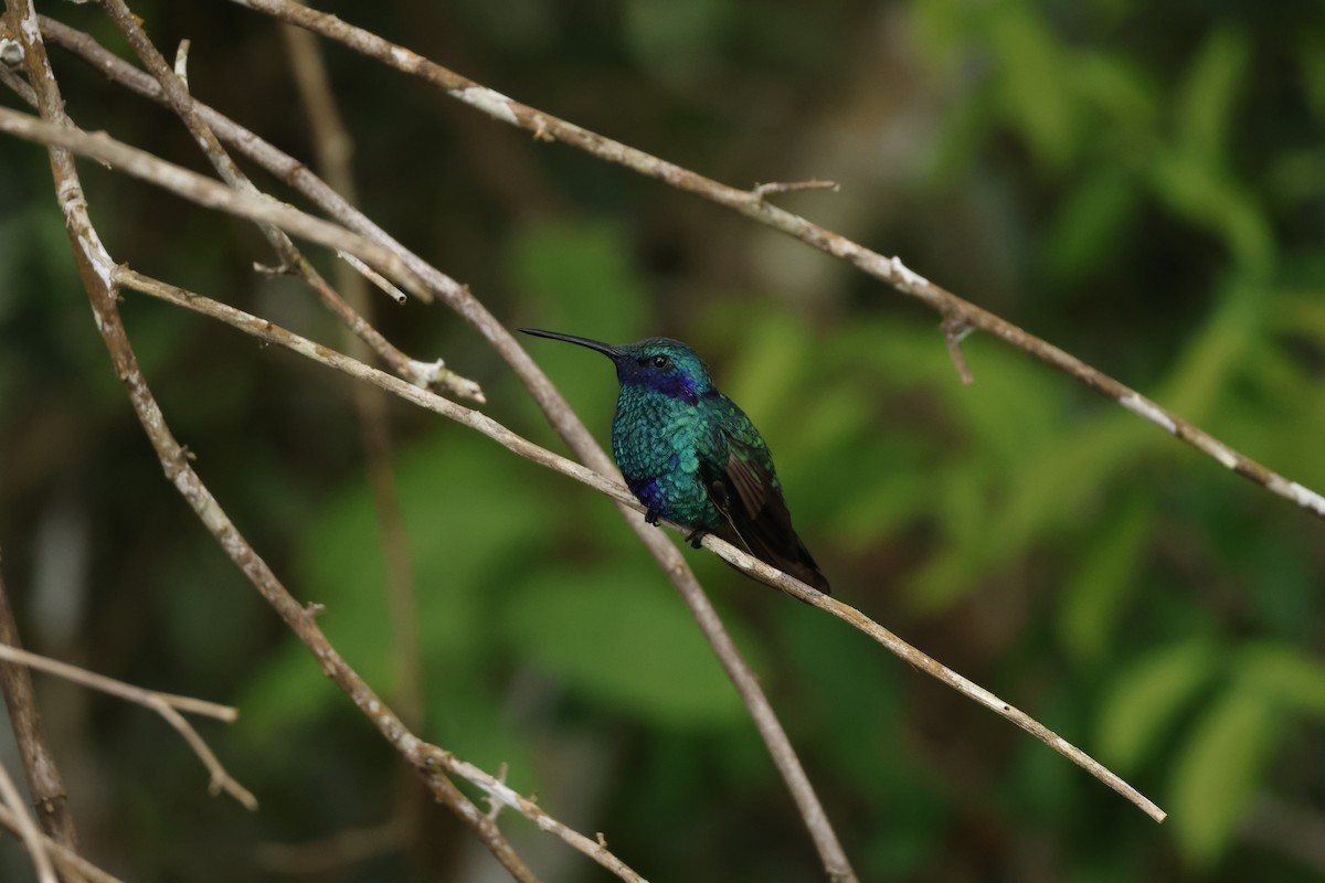 Sparkling Violetear - ML643424149