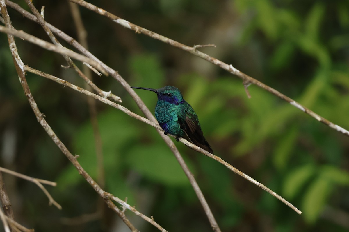 Sparkling Violetear - ML643424150
