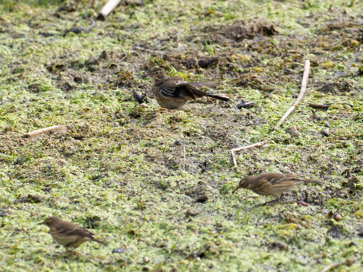 linduška tundrová - ML643424154