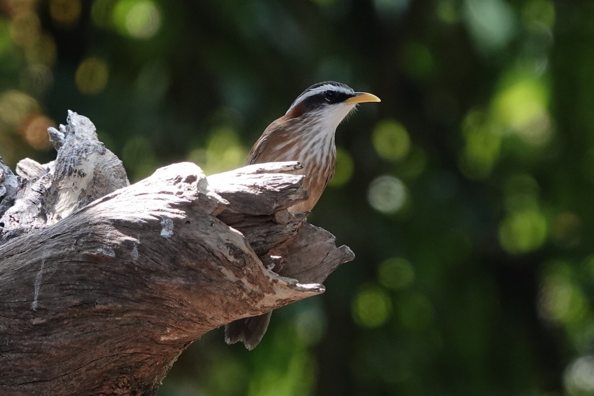 Streak-breasted Scimitar-Babbler - ML643424164