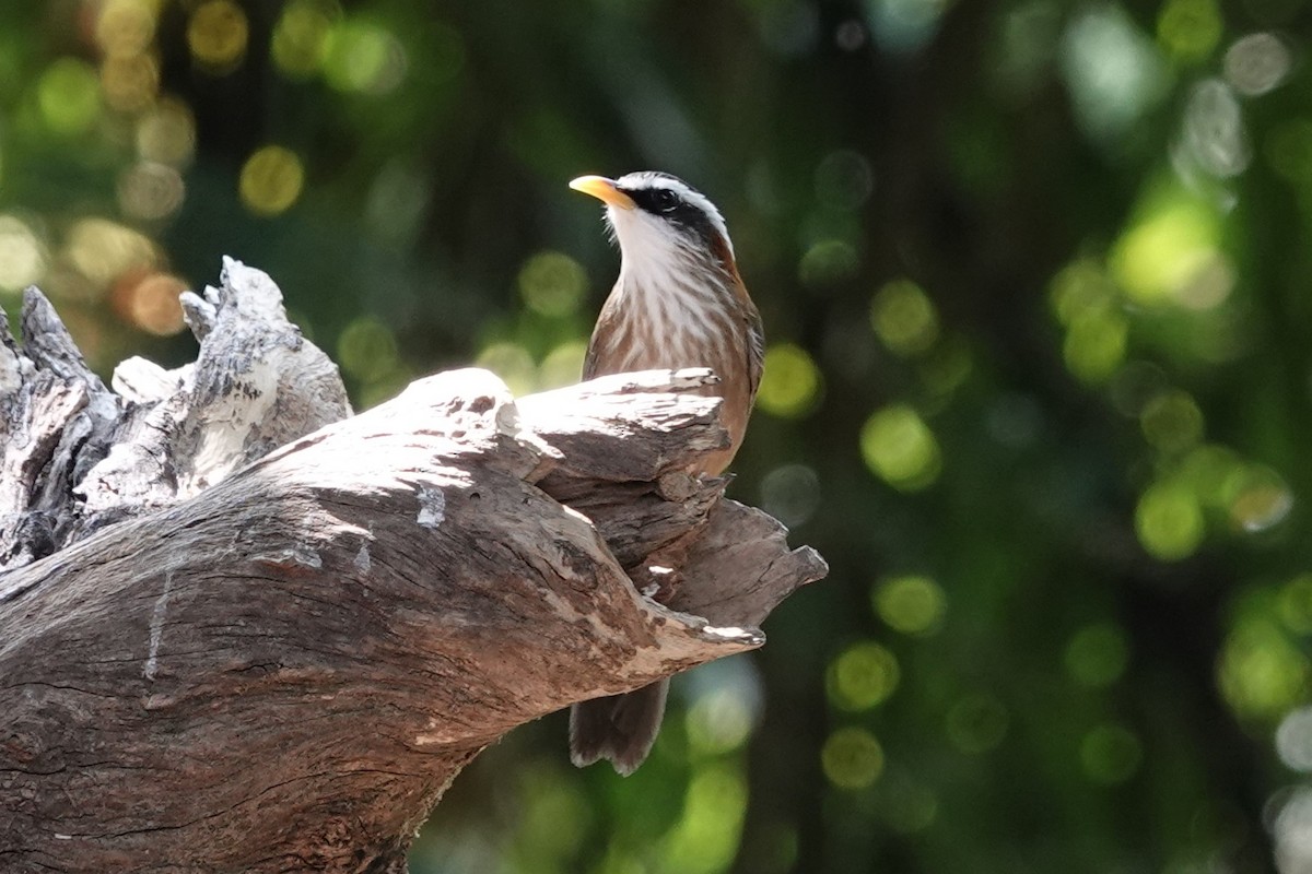 Streak-breasted Scimitar-Babbler - ML643424166