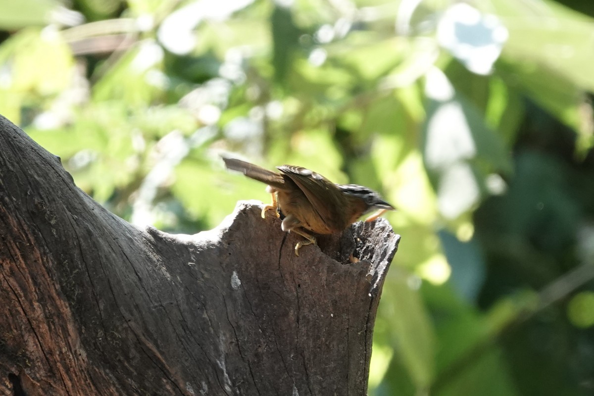 Gray-throated Babbler - ML643424170