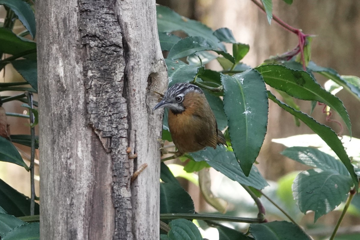 Gray-throated Babbler - ML643424173