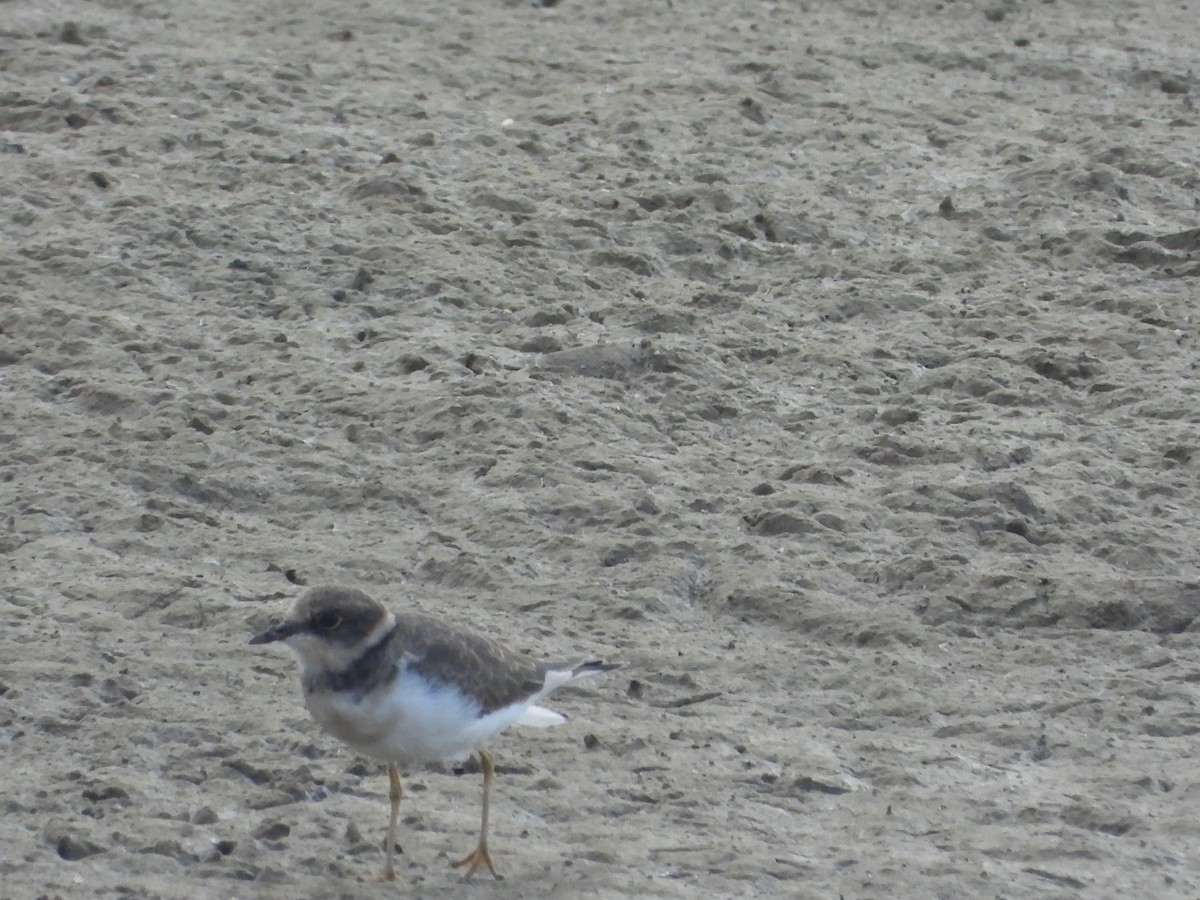 Little Ringed Plover - ML643424189