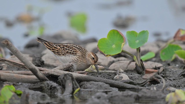 Pectoral Sandpiper - ML643424191