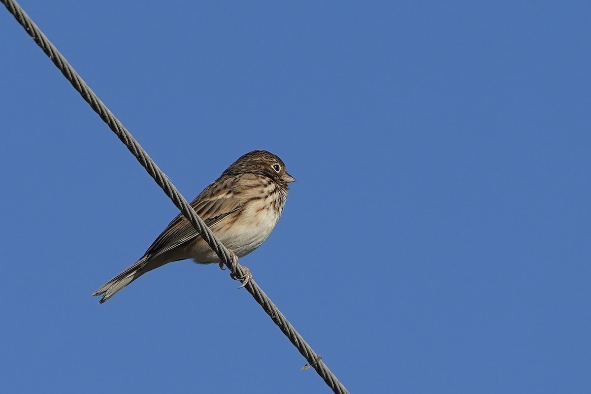 Vesper Sparrow - ML643424216