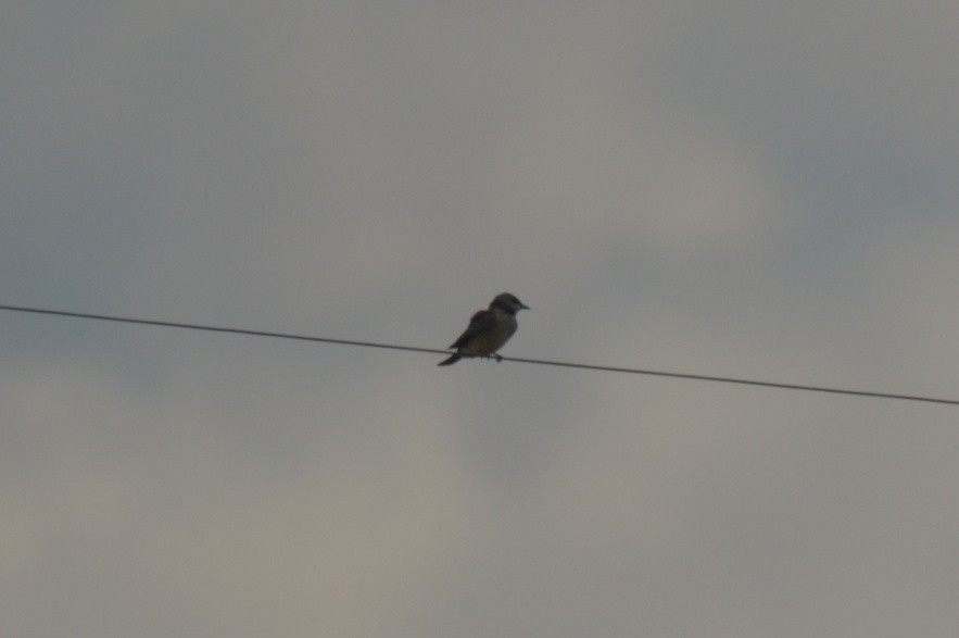 Cassin's Kingbird - ML643424219