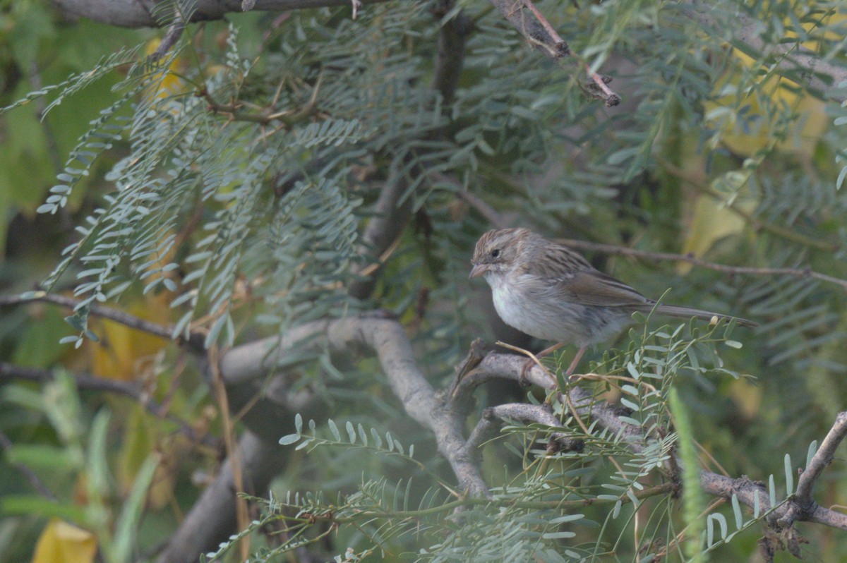 Brewer's Sparrow - ML643424221
