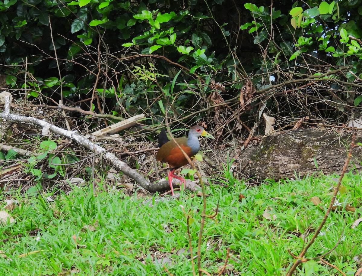 Gray-cowled Wood-Rail - ML643424223