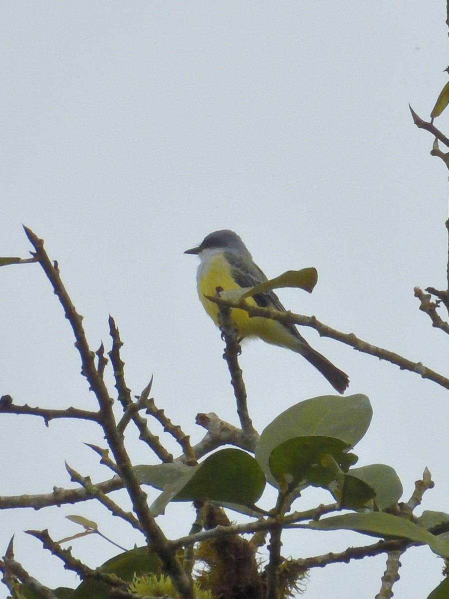 Snowy-throated Kingbird - ML643424228