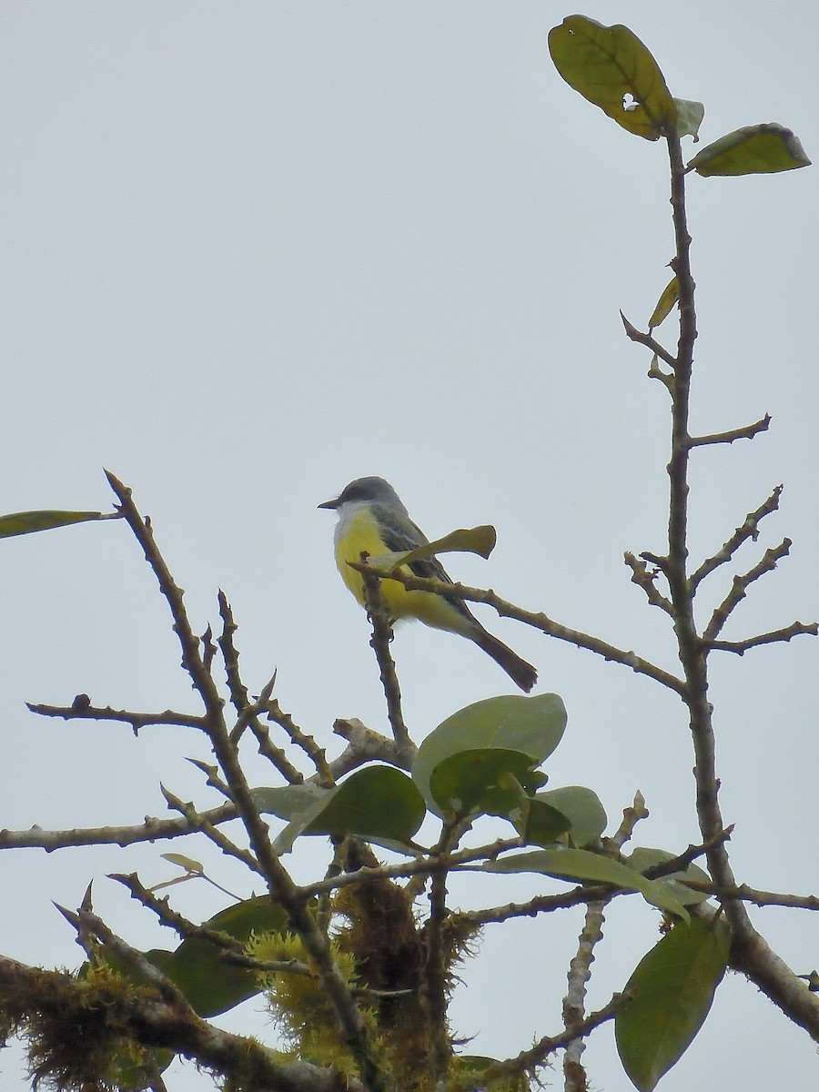Snowy-throated Kingbird - ML643424229