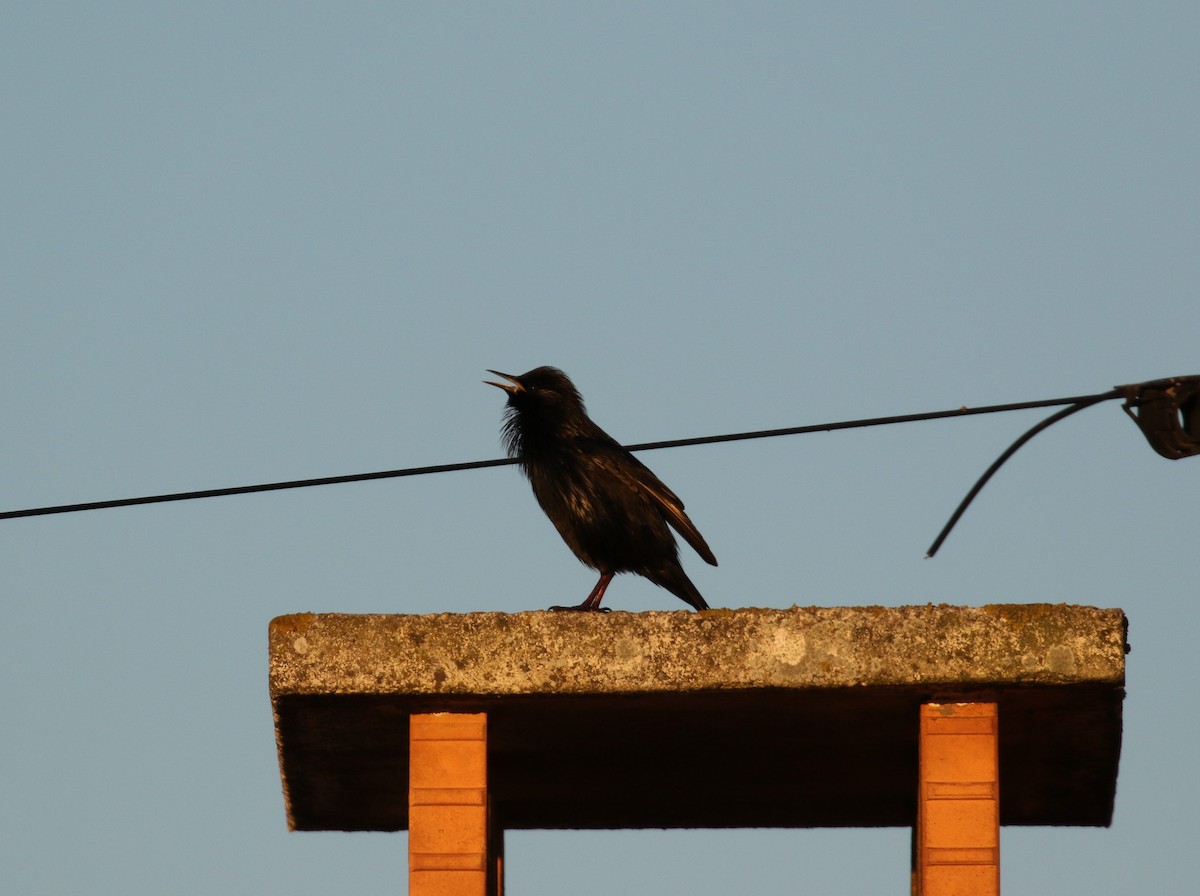 Spotless Starling - ML643424230