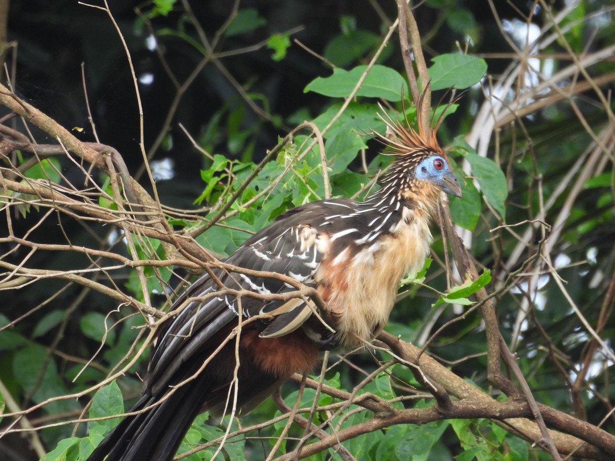 Hoatzin - ML643424242