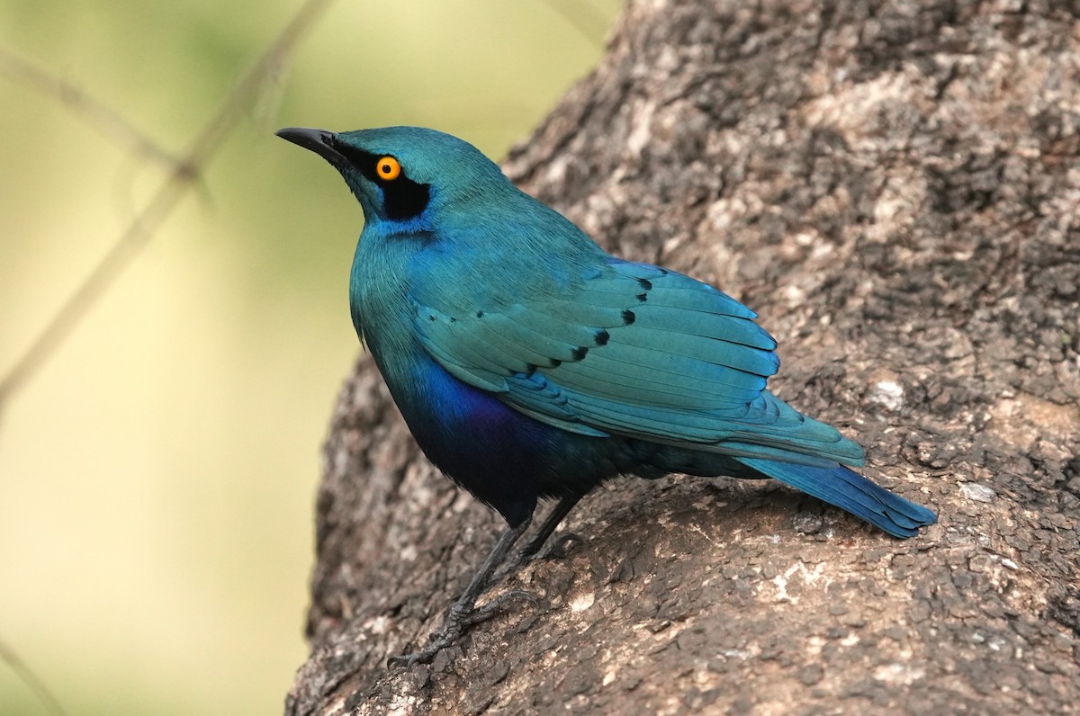 Greater Blue-eared Starling - ML643424244