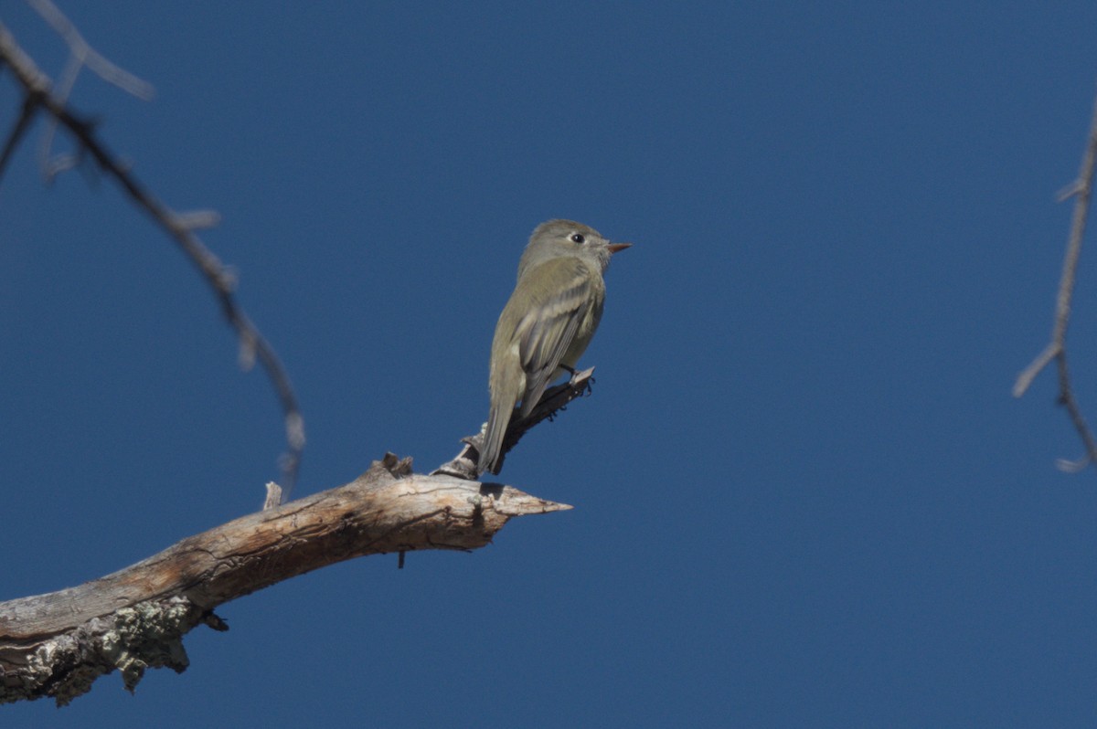 Hammond's Flycatcher - ML643424252