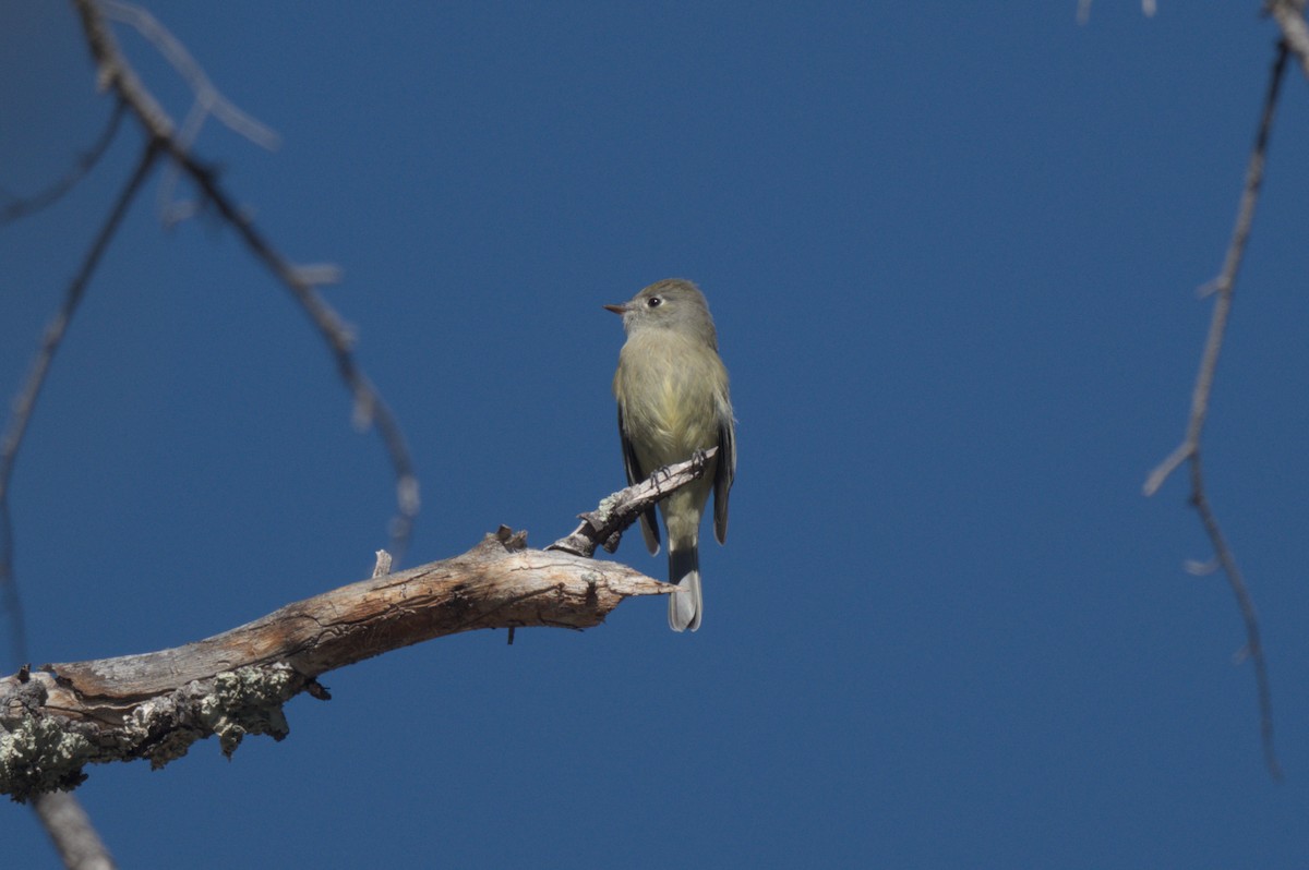 Hammond's Flycatcher - ML643424253