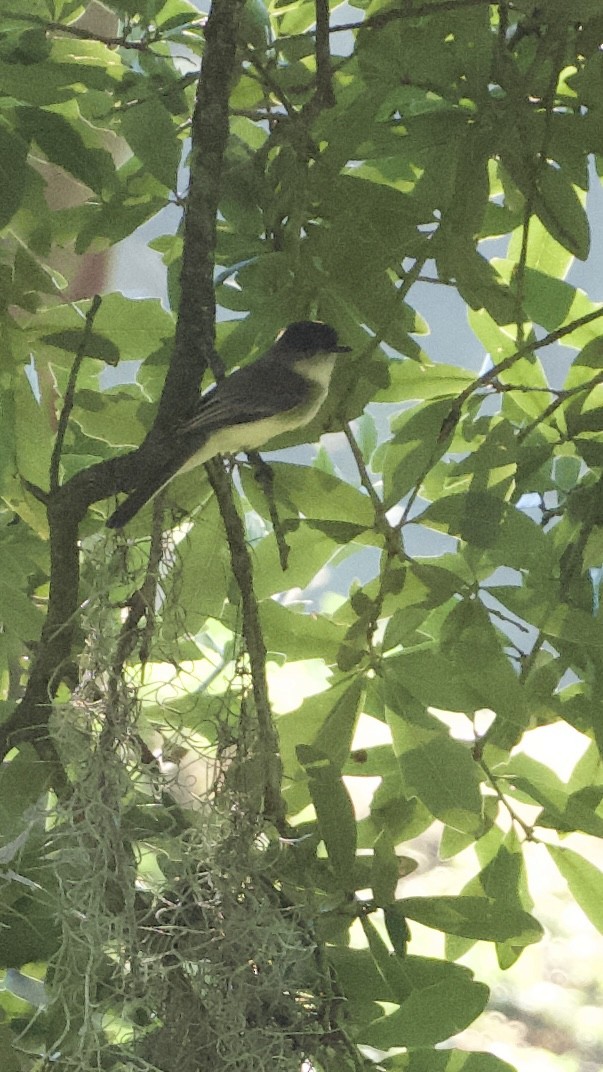 Eastern Phoebe - ML643424257