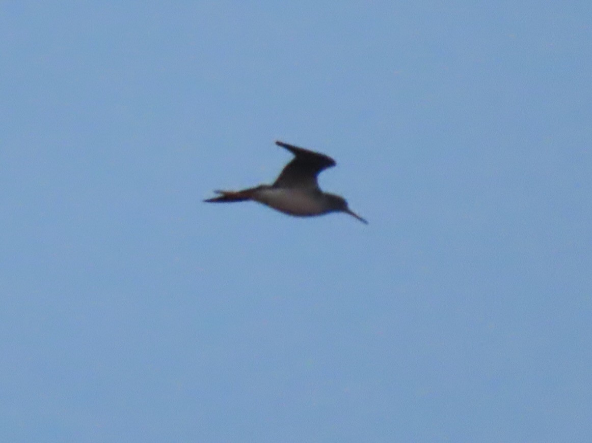 Greater Yellowlegs - ML643424287
