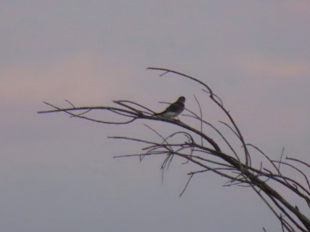 Merlin - ML643424296