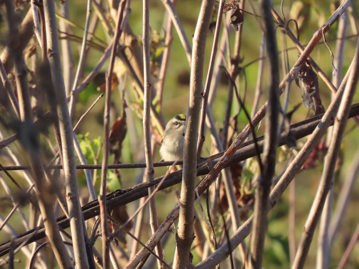 Golden-crowned Kinglet - ML643424309