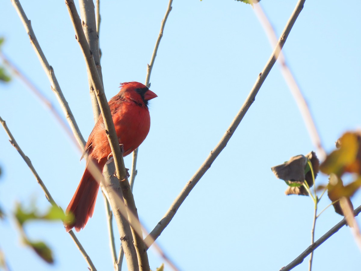 Northern Cardinal - ML643424321