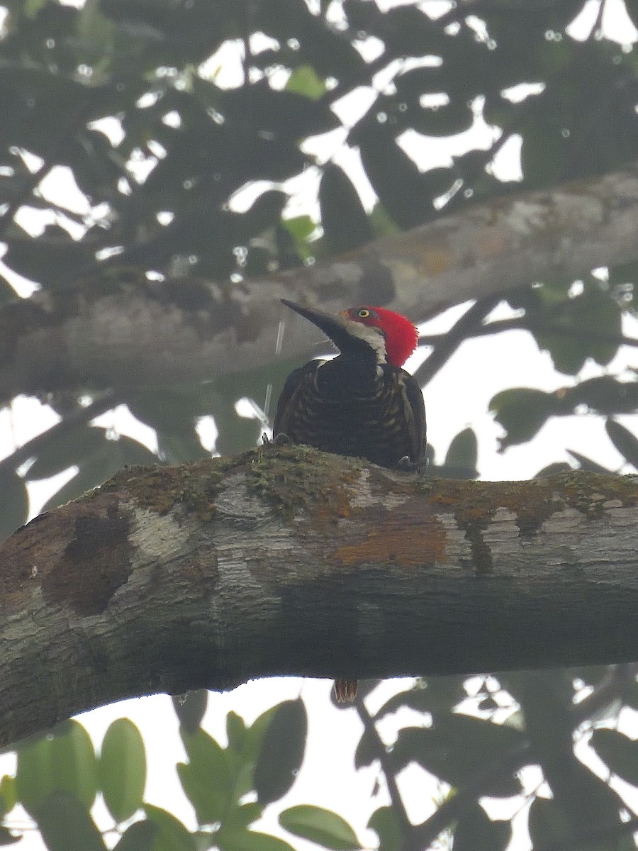 Guayaquil Woodpecker - ML643424344