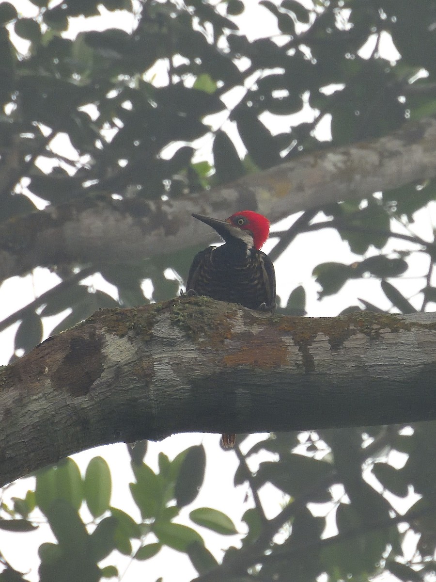 Guayaquil Woodpecker - ML643424345