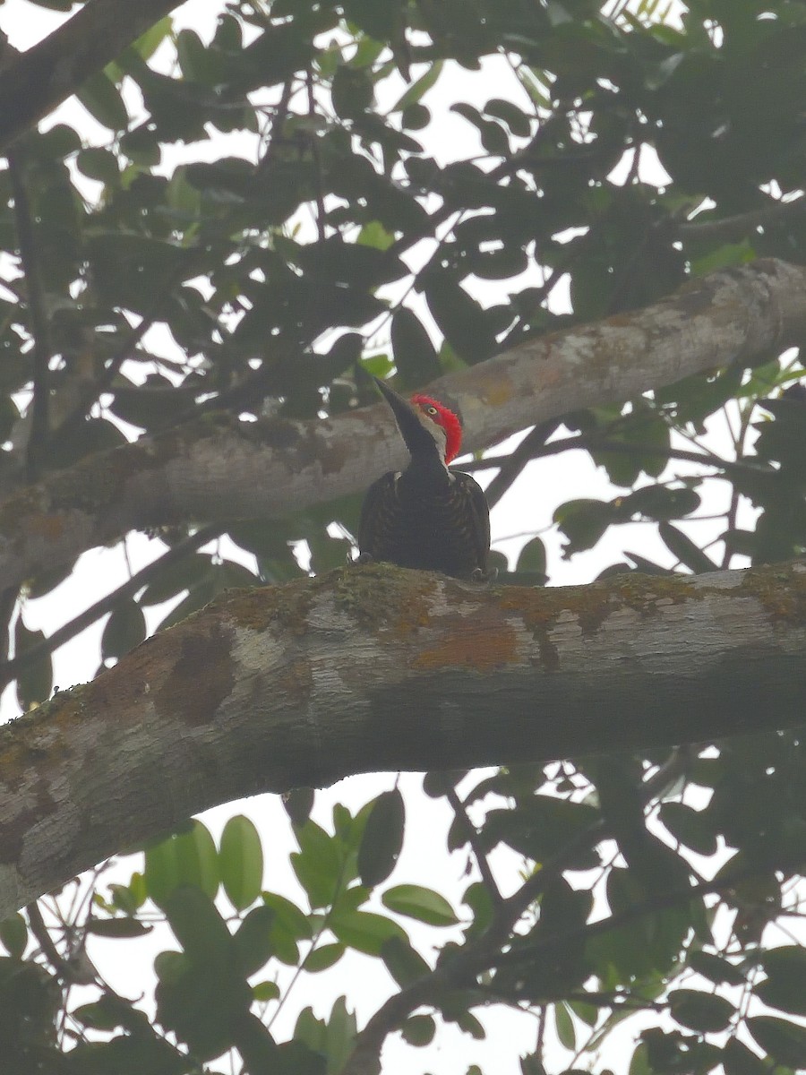 Guayaquil Woodpecker - ML643424346