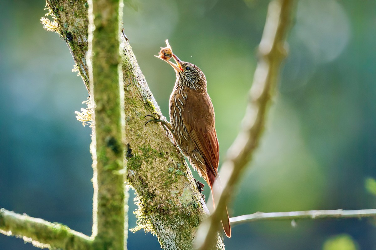 Montane Woodcreeper - ML643424426