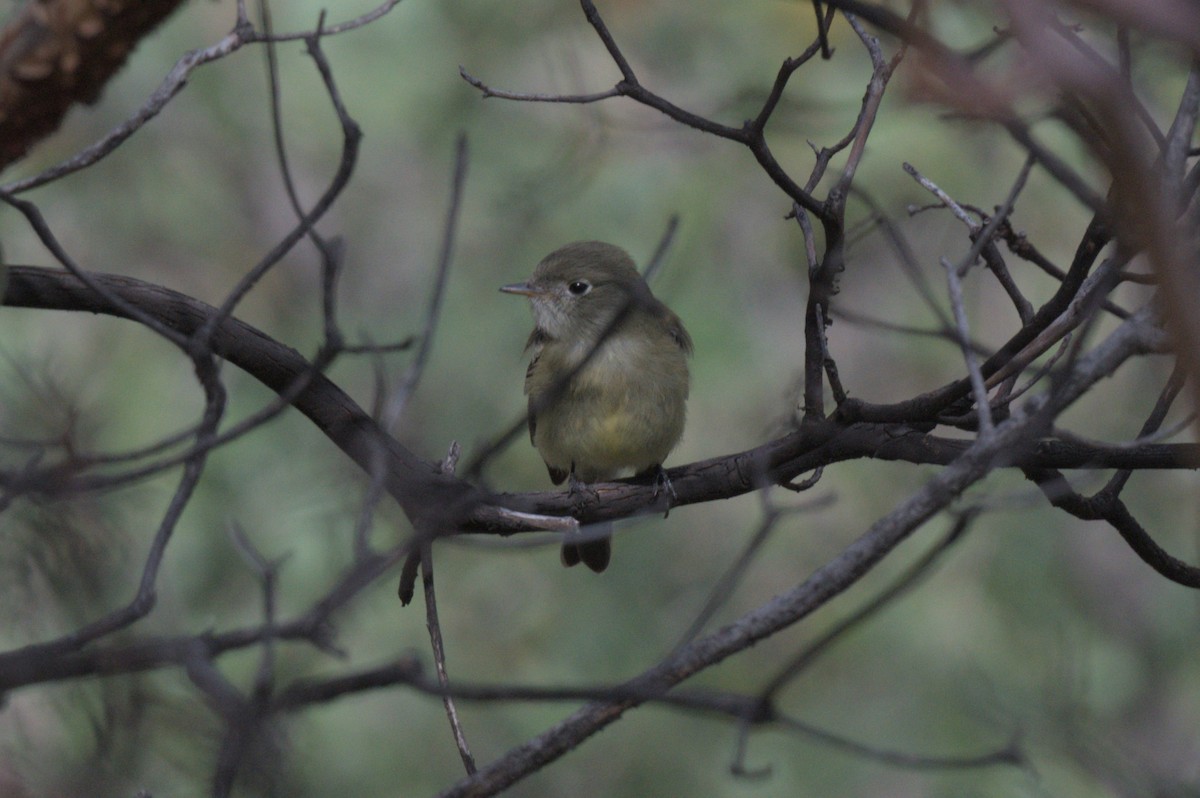 Hammond's Flycatcher - ML643424434