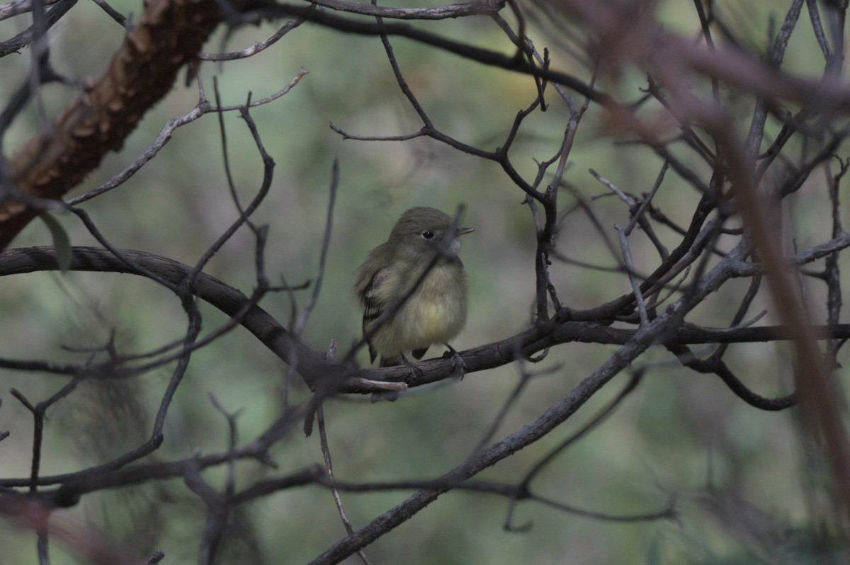 Hammond's Flycatcher - ML643424435