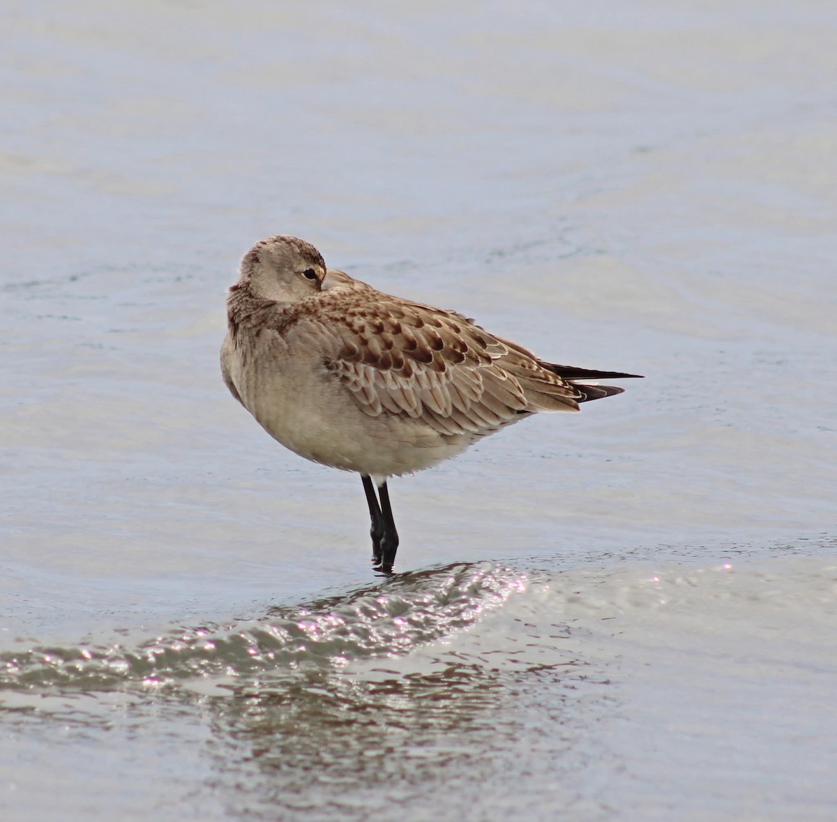 Hudsonian Godwit - ML643424436