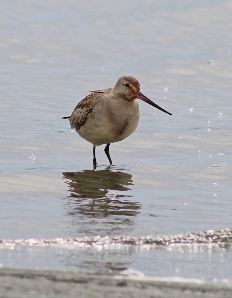 Hudsonian Godwit - ML643424437