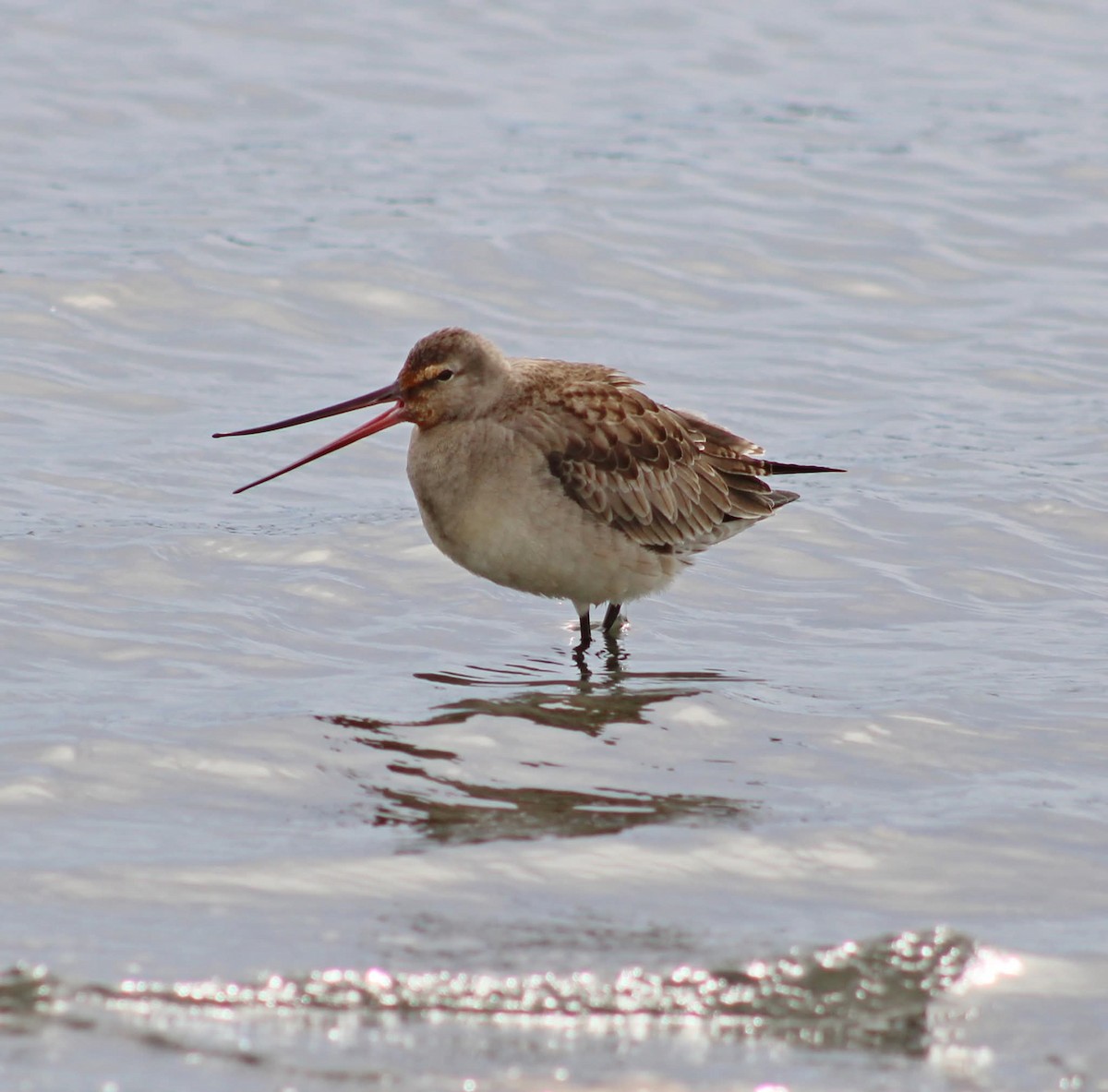 Hudsonian Godwit - ML643424438