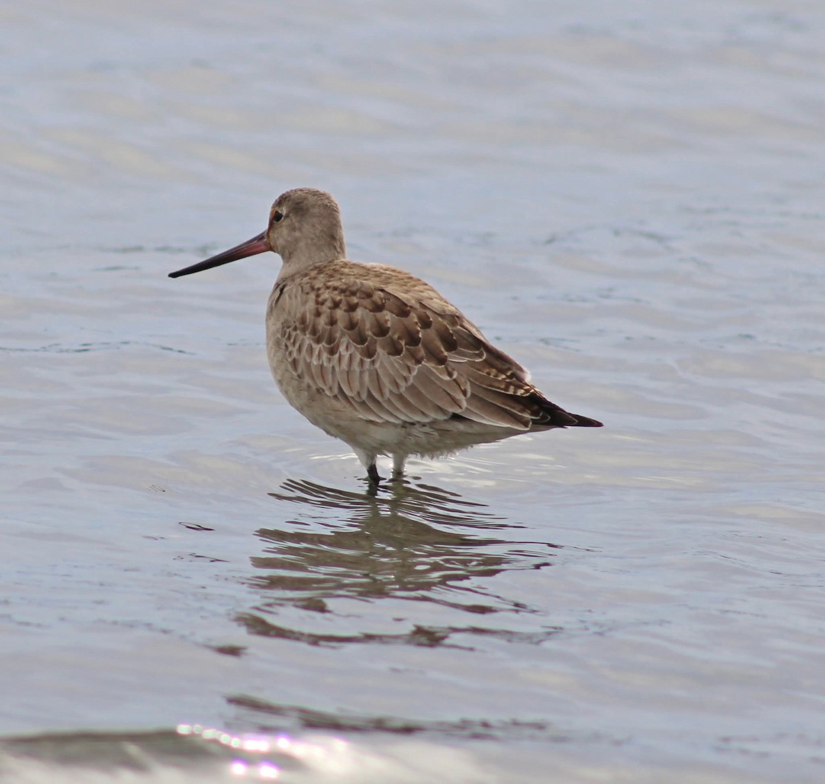 Hudsonian Godwit - ML643424439