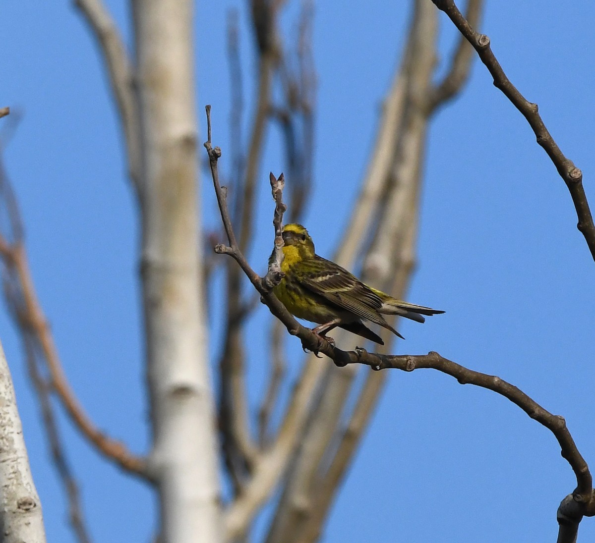 Serin cini - ML643424490