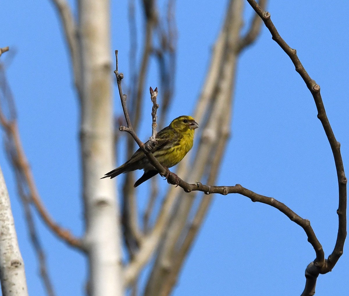 Serin cini - ML643424491