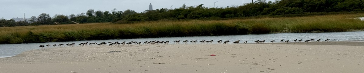 American Oystercatcher - ML643424494