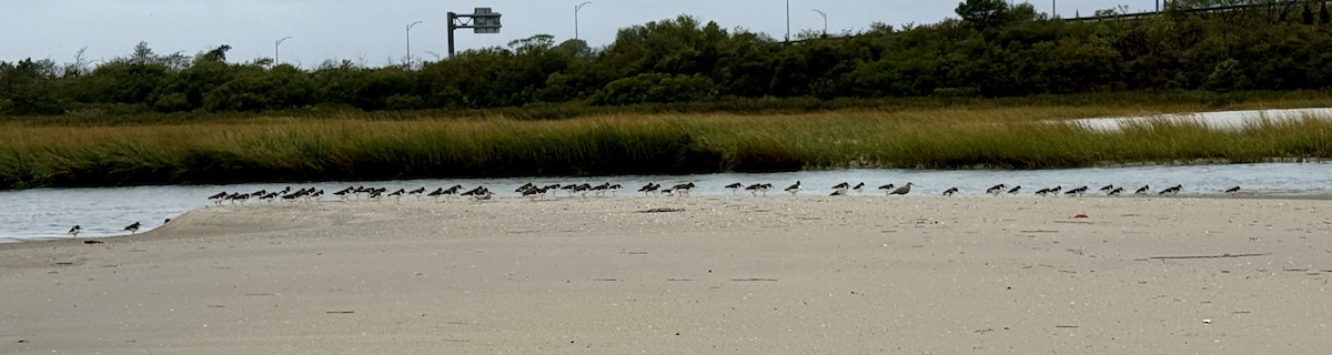 American Oystercatcher - ML643424495