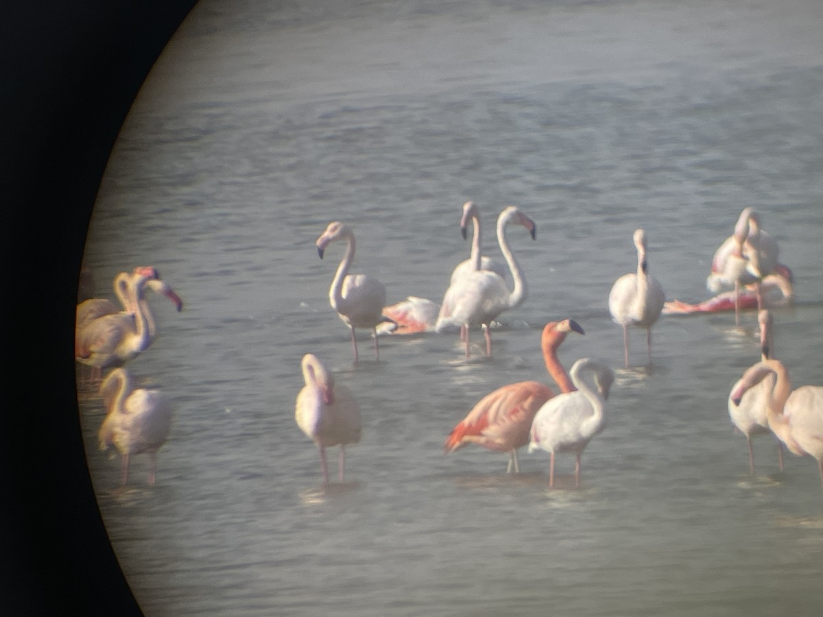 Chilean x American Flamingo (hybrid) - ML643424518