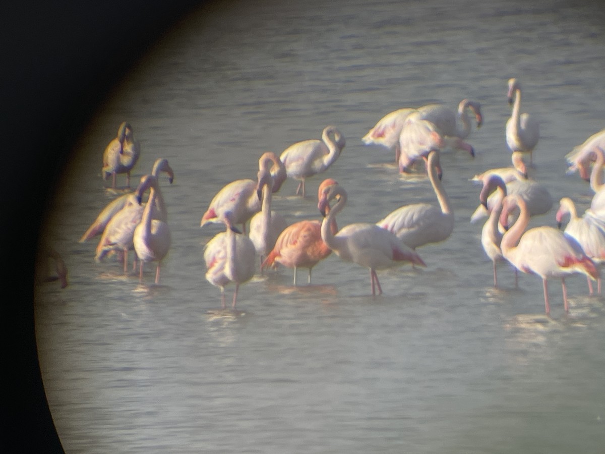 Chilean x American Flamingo (hybrid) - ML643424519