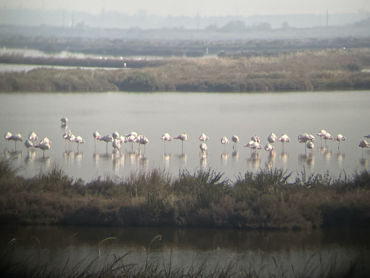 Ягаан нал - ML643424532