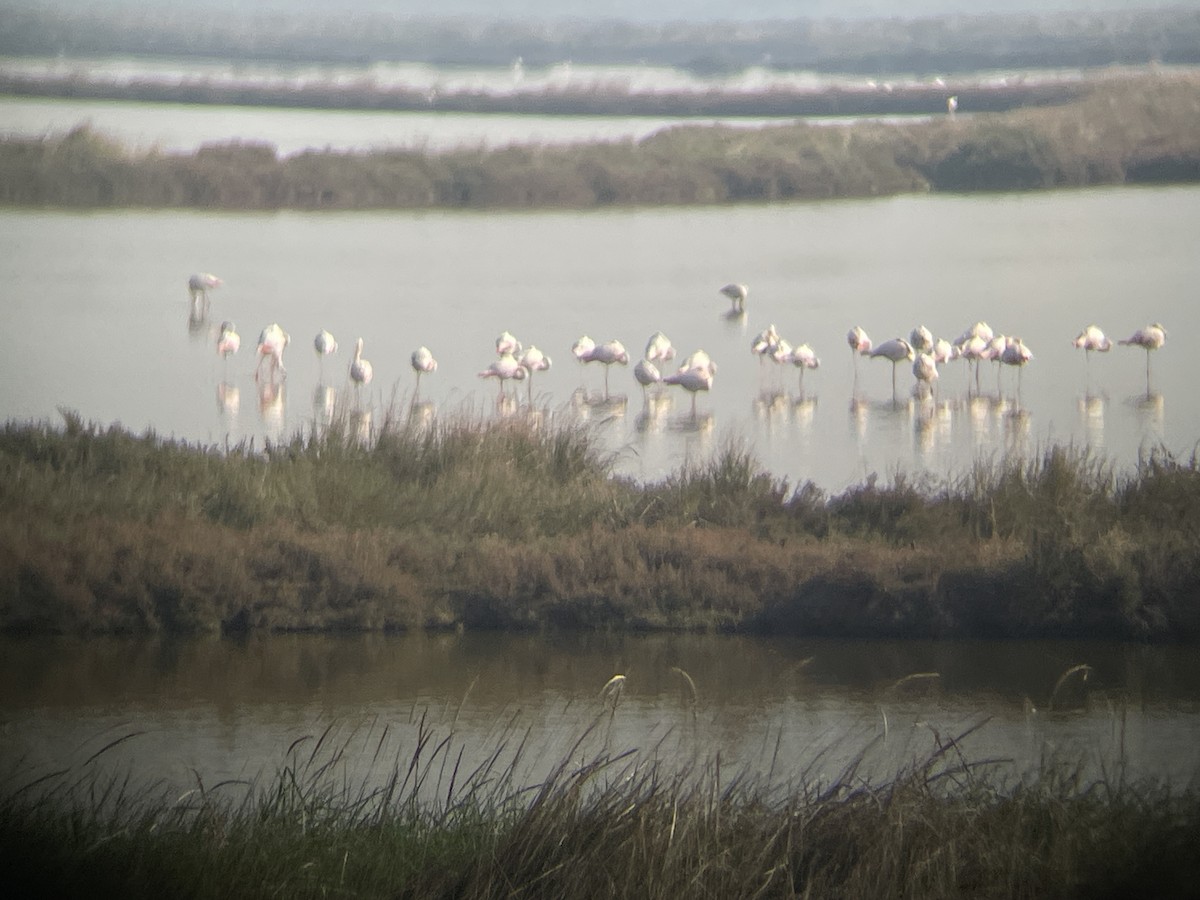 Ягаан нал - ML643424533