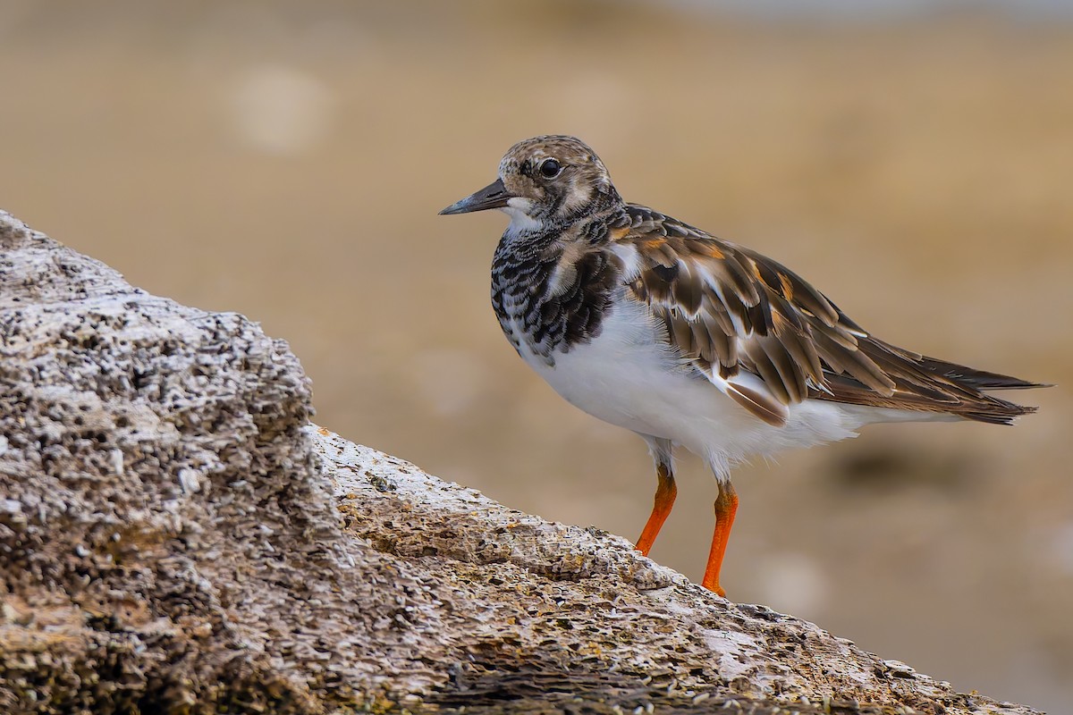 Алаг хайргач - ML643424536