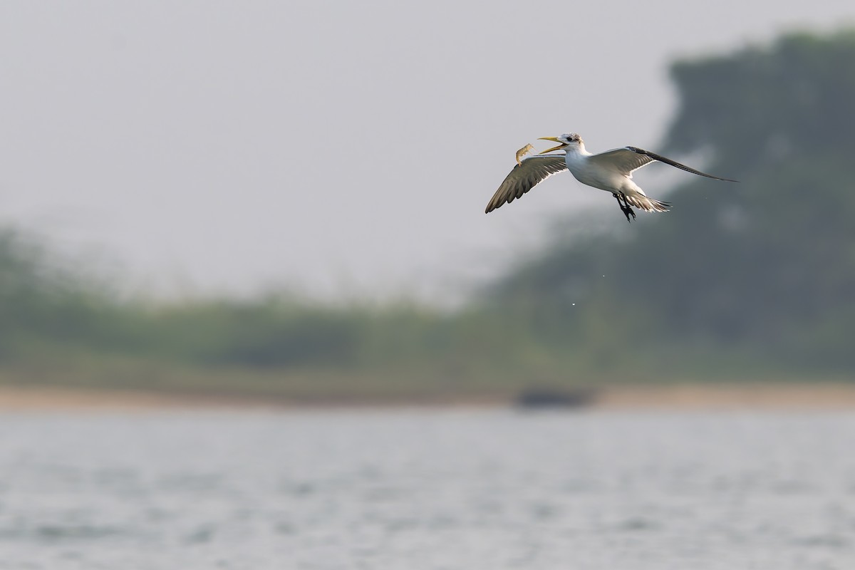 Great Crested Tern - ML643424547