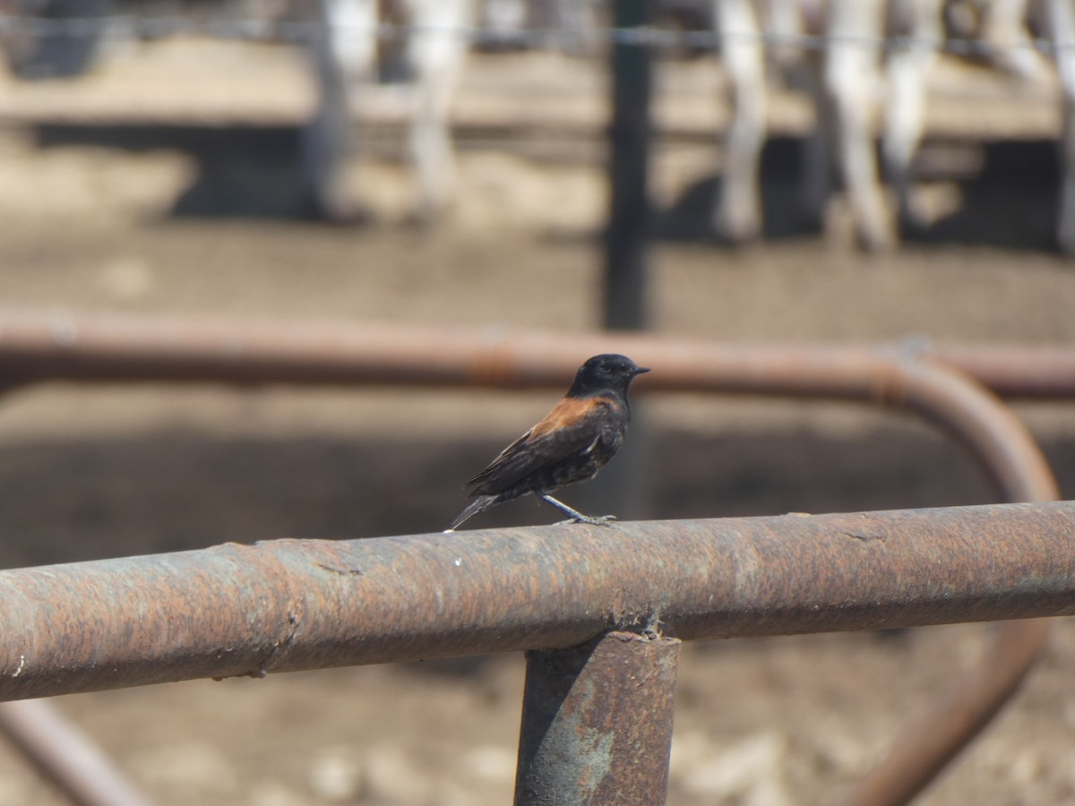 Austral Negrito - ML643424562