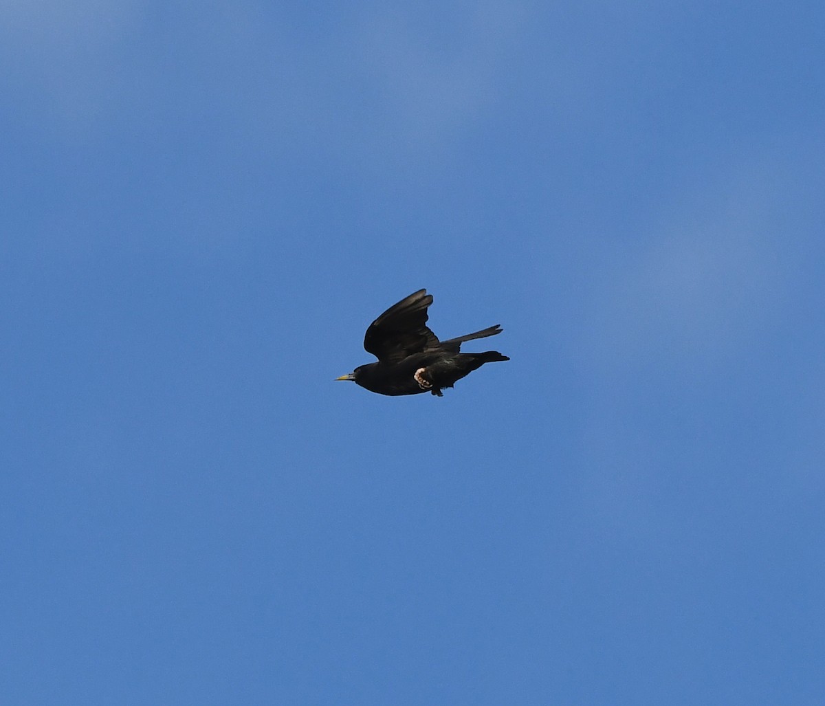 Spotless Starling - ML643424571