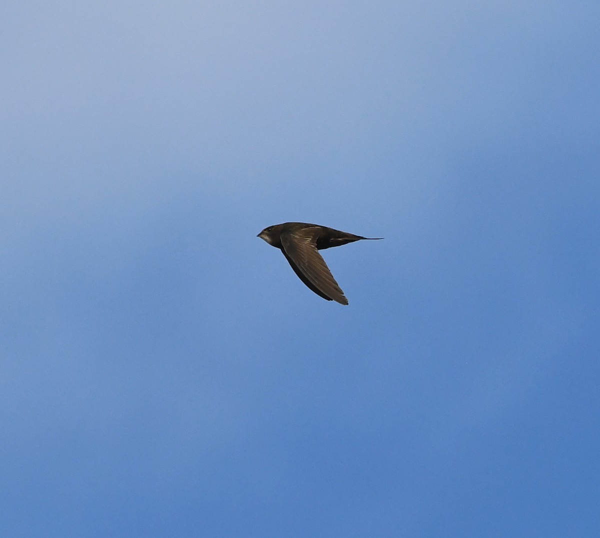 Common Swift - ML643424581