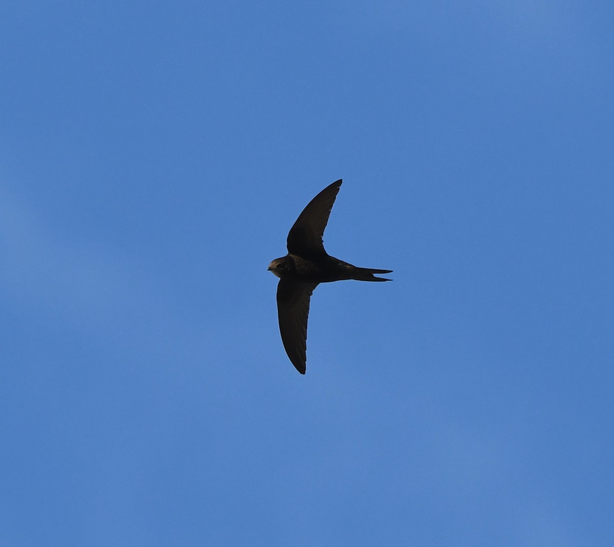 Common Swift - ML643424582
